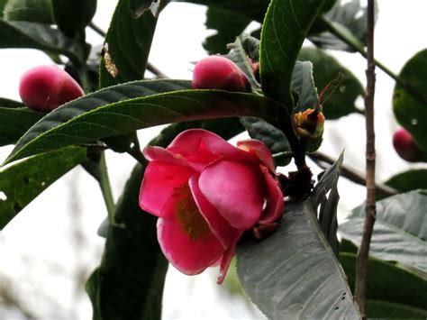 海棠茶花種植|海棠茶花 (越南抱莖茶)－小姊姊の花花視界｜痞客